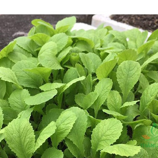 Hạt giống rau cải ăn non rau mềm, ngọt