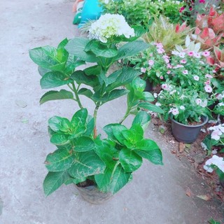 Cẩm tú cầu