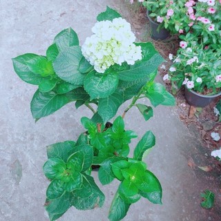 Cẩm Tú Cầu
