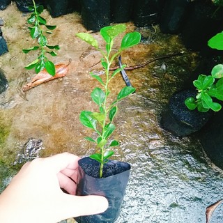 Cây Chúc (chanh thái) - Chanh ăn lá (Gà hấp lá chanh)