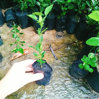 Cây Chúc (chanh thái) - Chanh ăn lá (Gà hấp lá chanh)