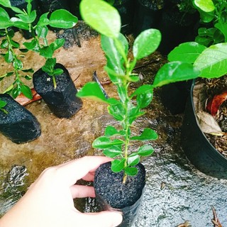 Cây Chúc (chanh thái) - Chanh ăn lá (Gà hấp lá chanh)