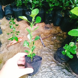 Cây Chúc (chanh thái) - Chanh ăn lá (Gà hấp lá chanh)