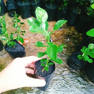 Cây Chúc (chanh thái) - Chanh ăn lá (Gà hấp lá chanh)