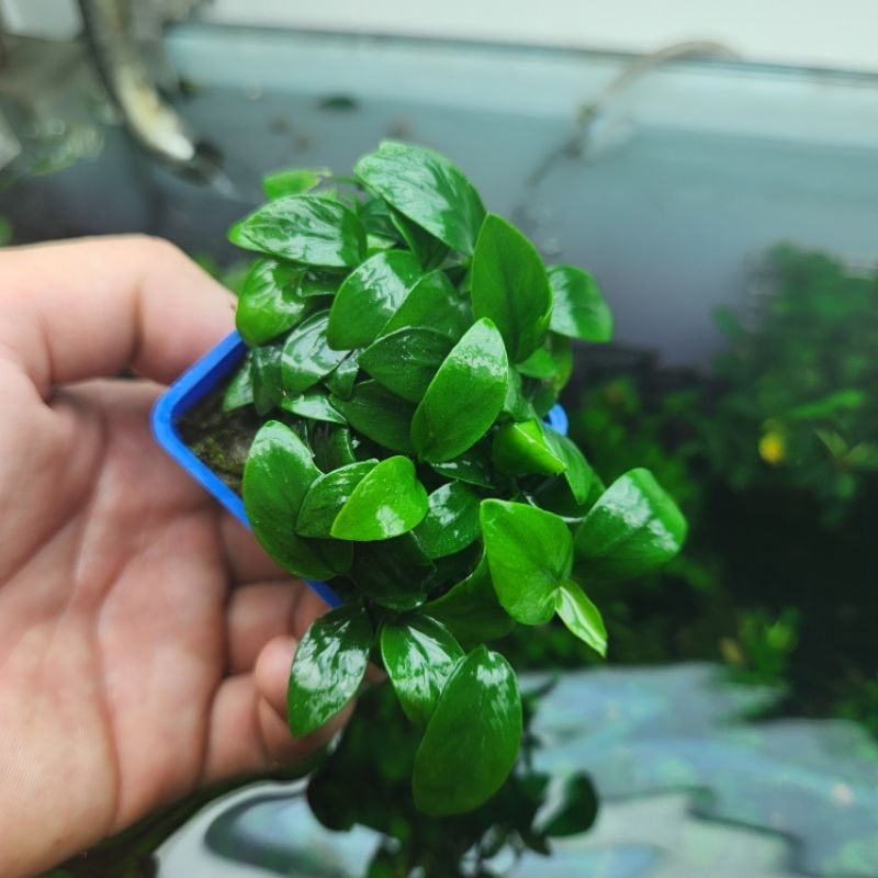 Ráy nana petite thái/ tàu  lá nước