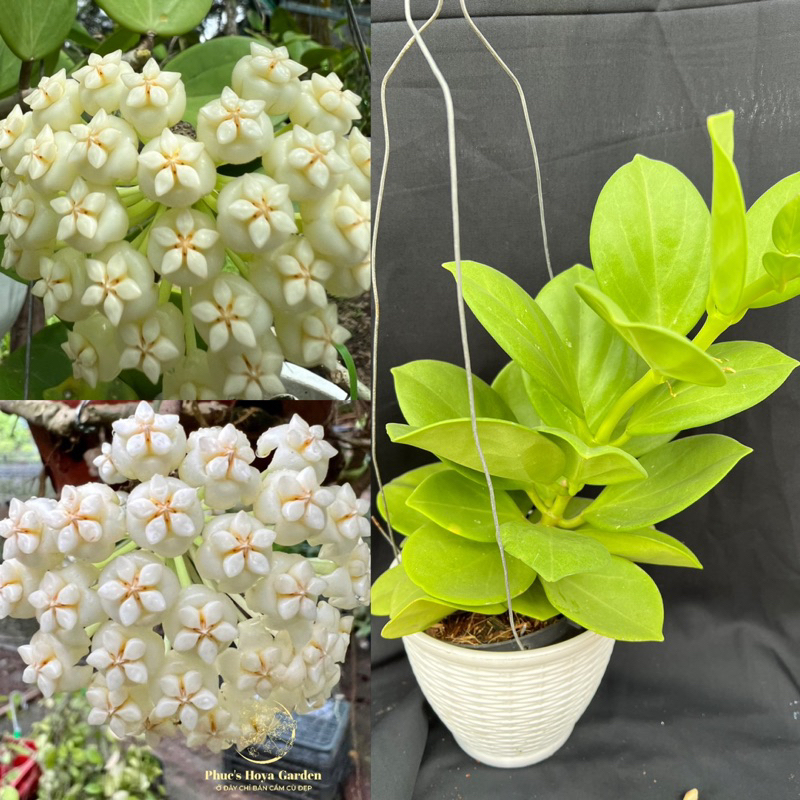 Hoa Cẩm cù - hoya Pachyclada white, nhiều kích thước, hoa đẹp, dễ trồng