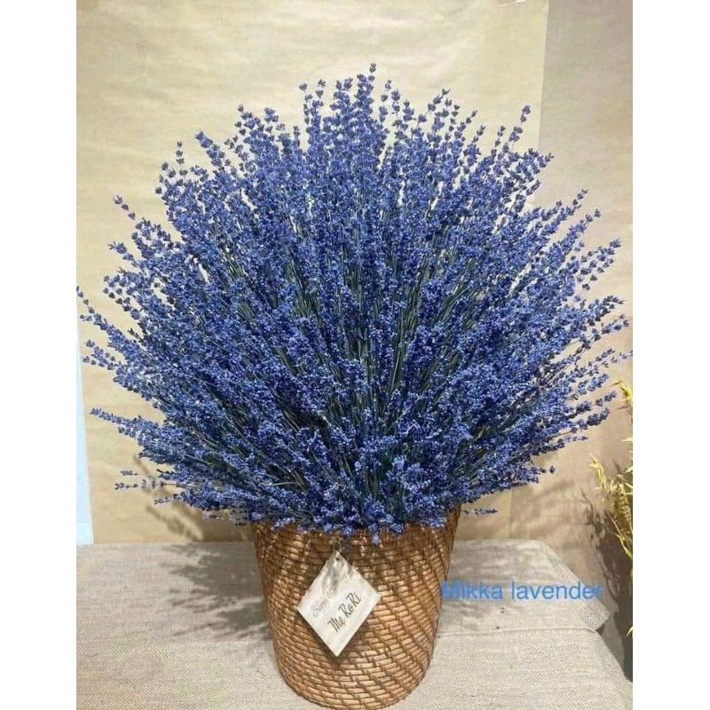 Hoa khô Lavender thơm dịu bó 100 cành Oải hương vintagen trang trí phòng khách