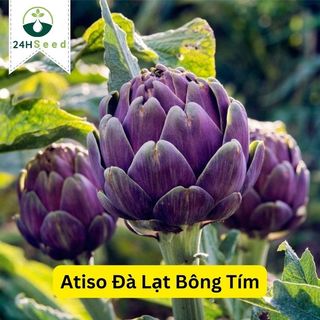 Hạt giống atiso Đà Lạt bông tím gói 10 hạt 24HSeed