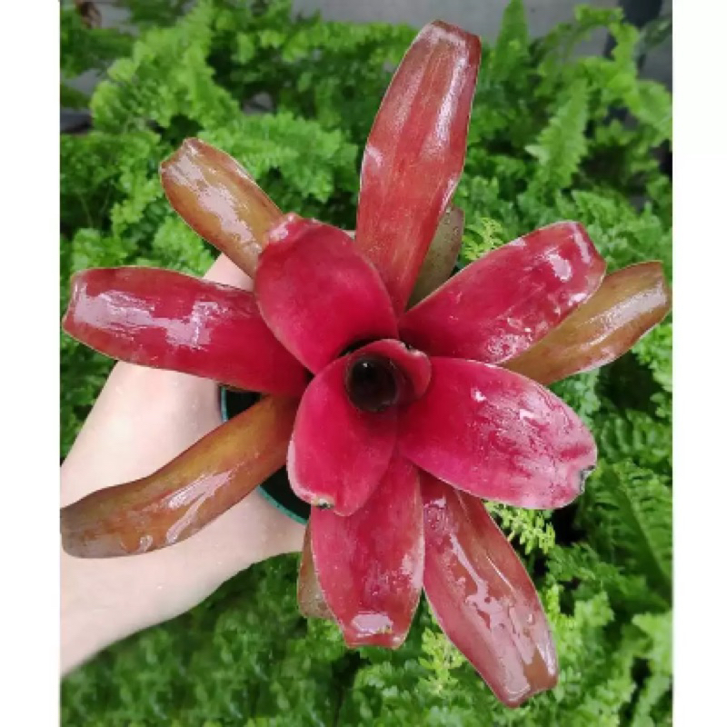 Cây dứa màu Nam Mỹ