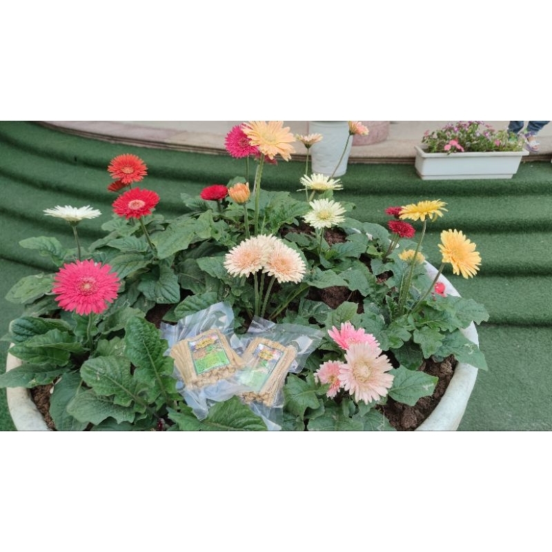 Mỳ váng đậu khô chuẩn keto/das 100g