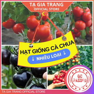 Hạt giống các loại cà chua trồng được ở Việt Nam