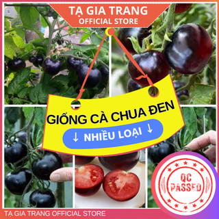 Hạt giống cà chua đen các loại