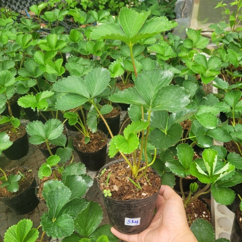 combo 4  Bầu dâu tây mix đủ loại