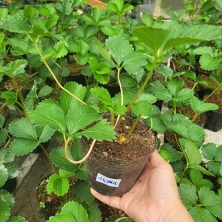 combo 4  Bầu dâu tây mix đủ loại