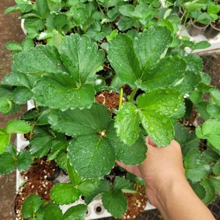 Combo 4 bầu dâu tây nhật sky