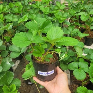combo 4  Bầu dâu tây mix đủ loại