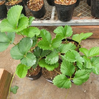 combo 4  Bầu dâu tây mix đủ loại
