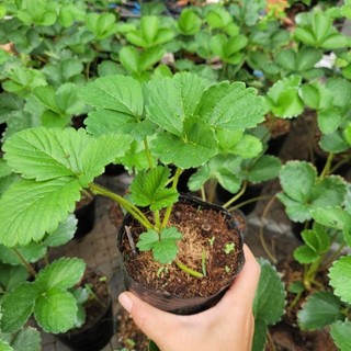combo 4  Bầu dâu tây mix đủ loại