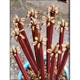 Nhang Nở Hoa (18 cây-6 cánh)- Khai Hoa Phú Quý Tài Lộc My Nhân