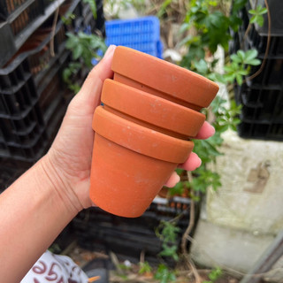 Chậu trồng sen đá size vừa cây sen đá size bầu, cũng cũ kỹ lấm lem bùn đất🤣