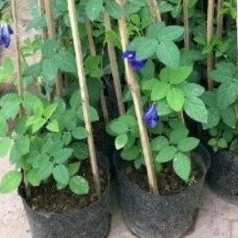 Chậu hoa đậu biếc