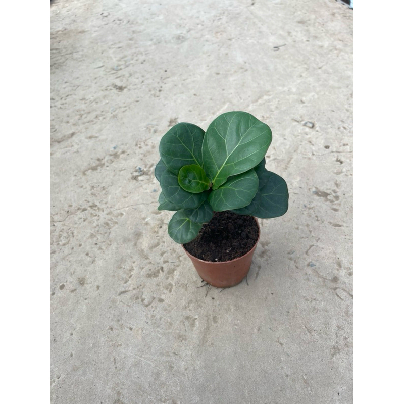 Bàng Singapore mini để bàn