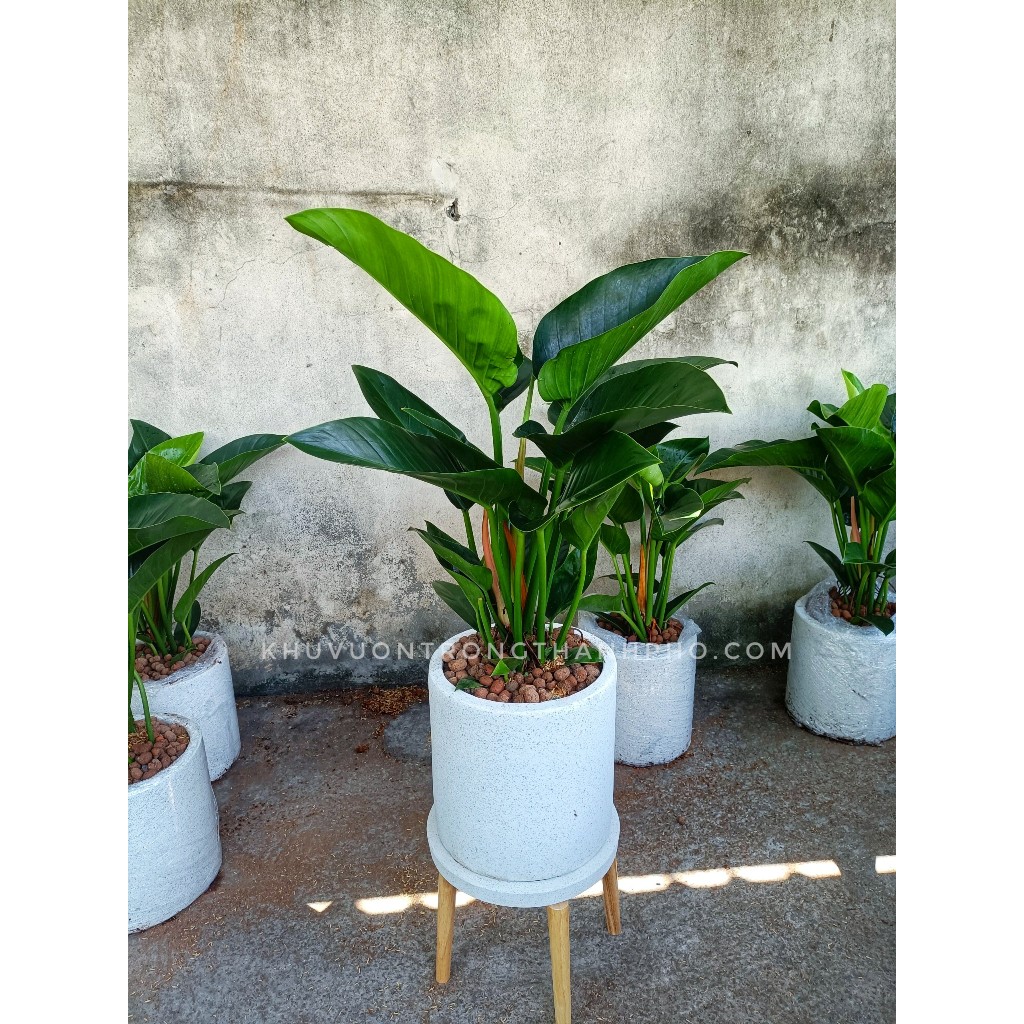 Cây trầu bà đế vương xanh (chỉ giao hỏa tốc HCM)