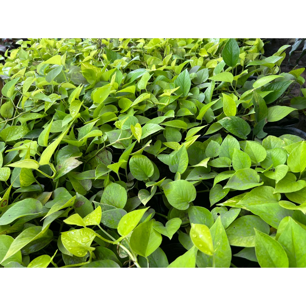 Trầu bà lá vàng