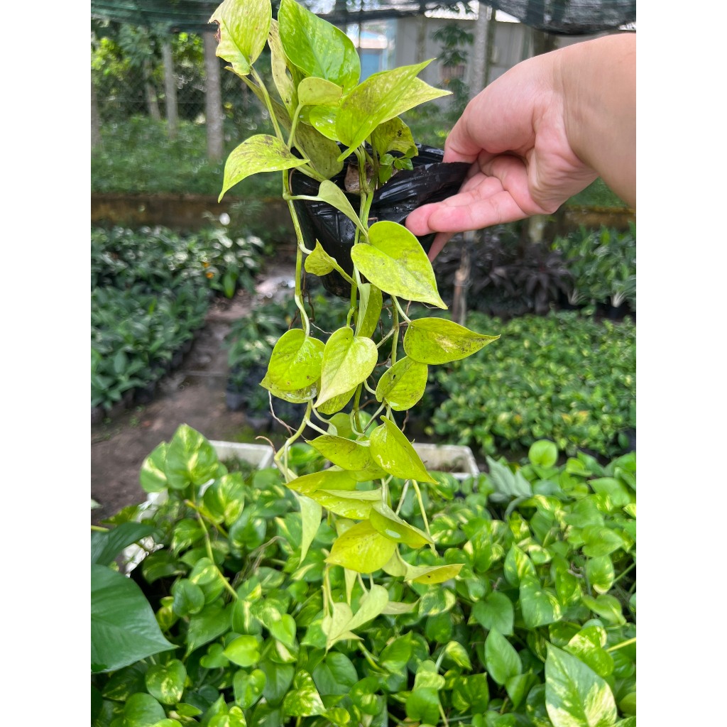 Trầu bà lá vàng