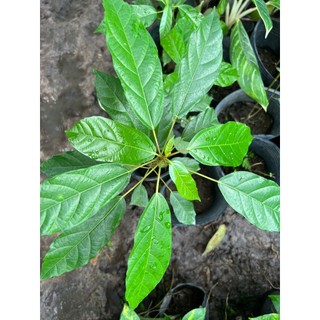 Cây sung- cây phong thủy (cao 30-50cm)