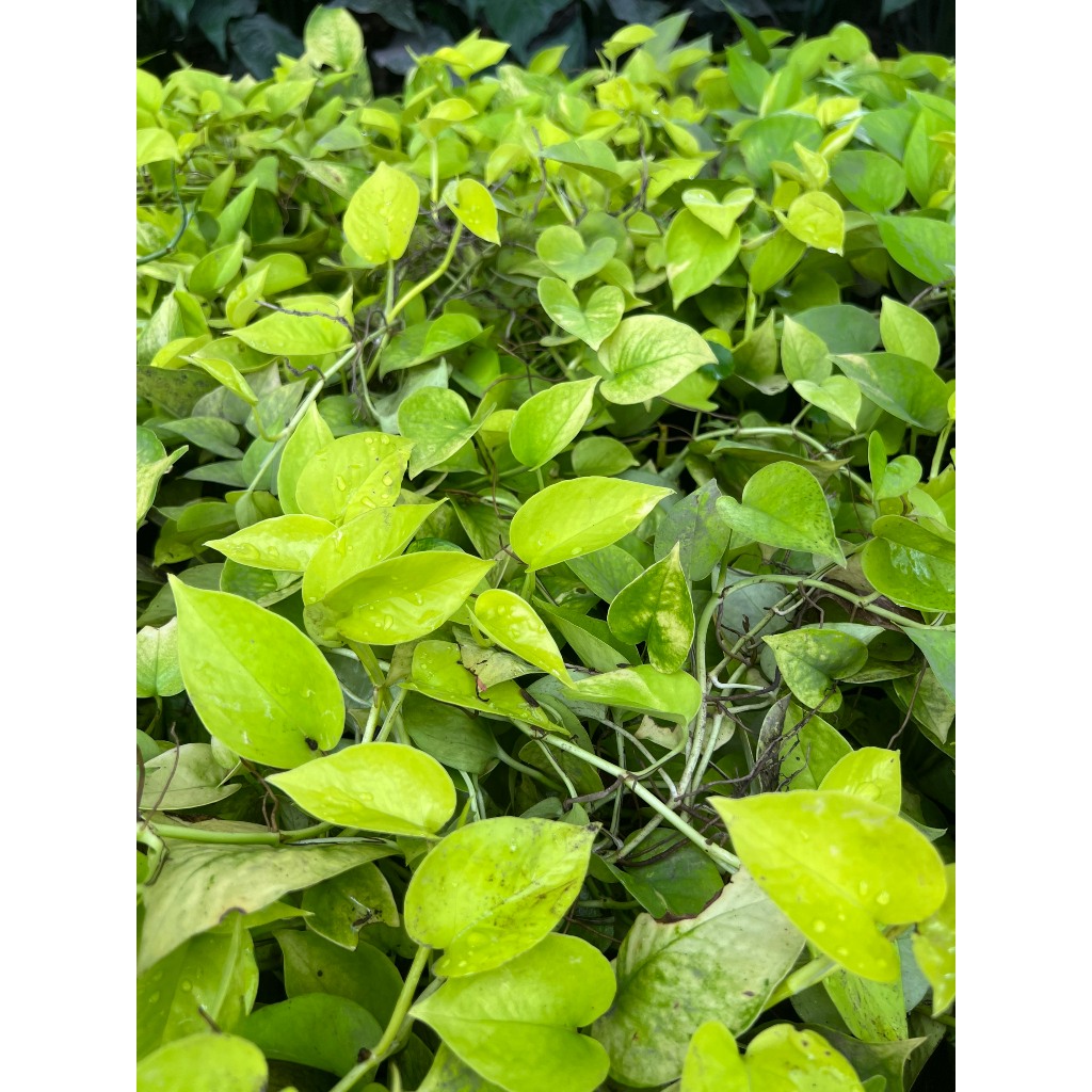 Trầu bà lá vàng