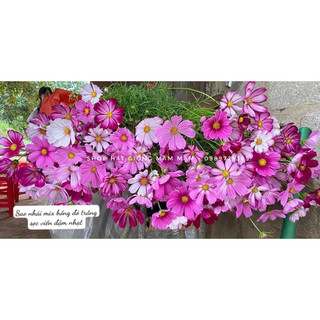 100hạt hoa sao nhái mix nhiều màu