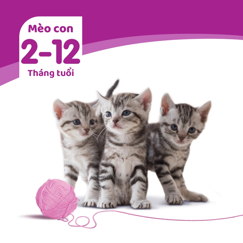 Whiskas Thức Ăn Hạt Cho Mèo Con & Trưởng Thành