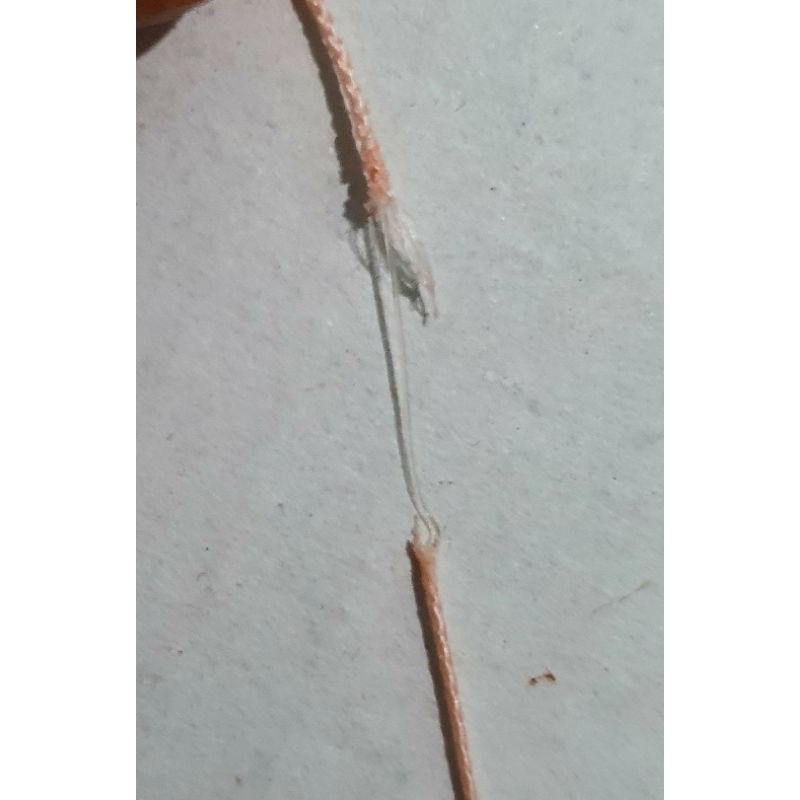 Thẻo đôi dây siêu bền lõi cước ít rối lưỡi cacbon số 5. siêu bén