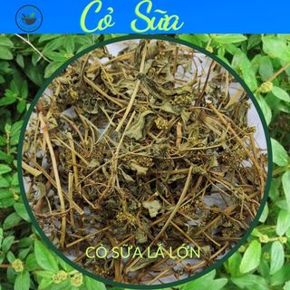 CỎ SỮA - loại lá lớn sấy khô, túi 500g và 1kg