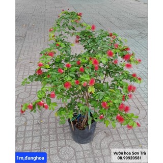 Cây điệp lào đang hoa.