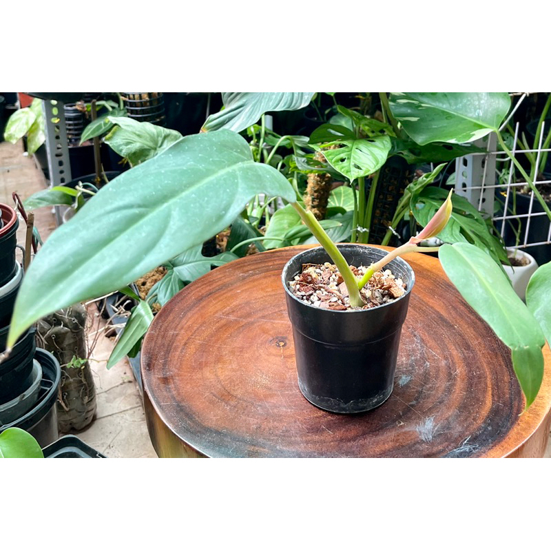 Cây trầu bà mexcianum