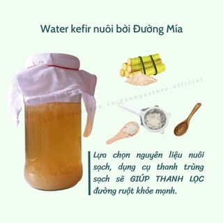 kombucha lên men tấm scoby men cái, nấm nước kefir dừa