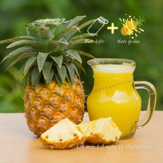 kombucha lên men tấm scoby men cái, nấm nước kefir dừa