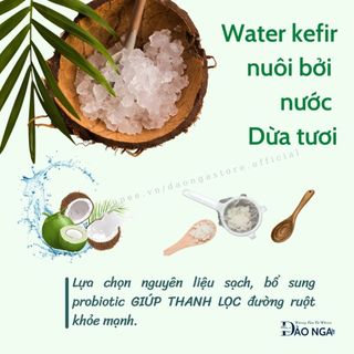 kombucha lên men tấm scoby men cái, nấm nước kefir dừa