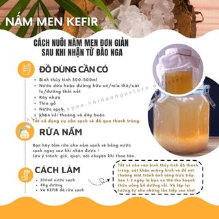 kombucha lên men tấm scoby men cái, nấm nước kefir dừa