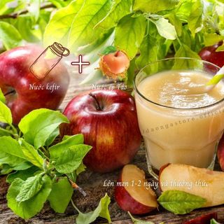 kombucha lên men tấm scoby men cái, nấm nước kefir dừa