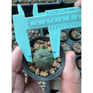 Xương rồng Aster size 1,8-2cm