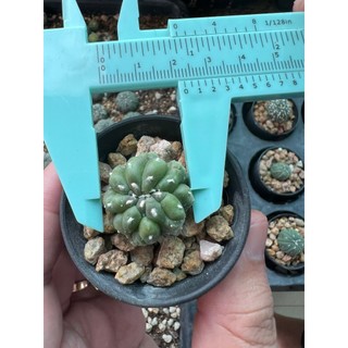 Xương rồng Aster size 1,8-2cm