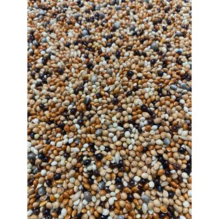 1kg Cỏ Thái 5 Màu Cho Chim Cu Gáy Cực Sung
