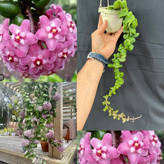Hoa Cẩm cù - hoya Compacta Purple lá xoắn, thân rủ, hoa đẹp, dễ trồng