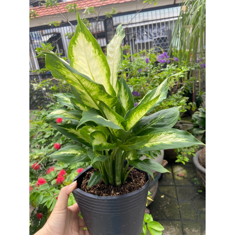 Cây dạ lan thanh mini