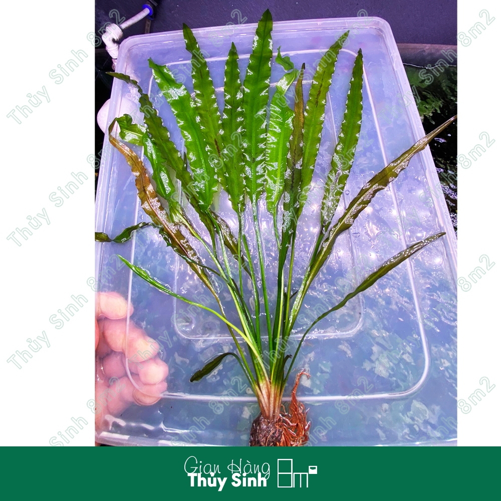 Choi Xoắn, Choi Nhăn, Cây Thủy Sinh KHÔNG CO2, Hậu Cảnh, Cắm Nền | 8m2