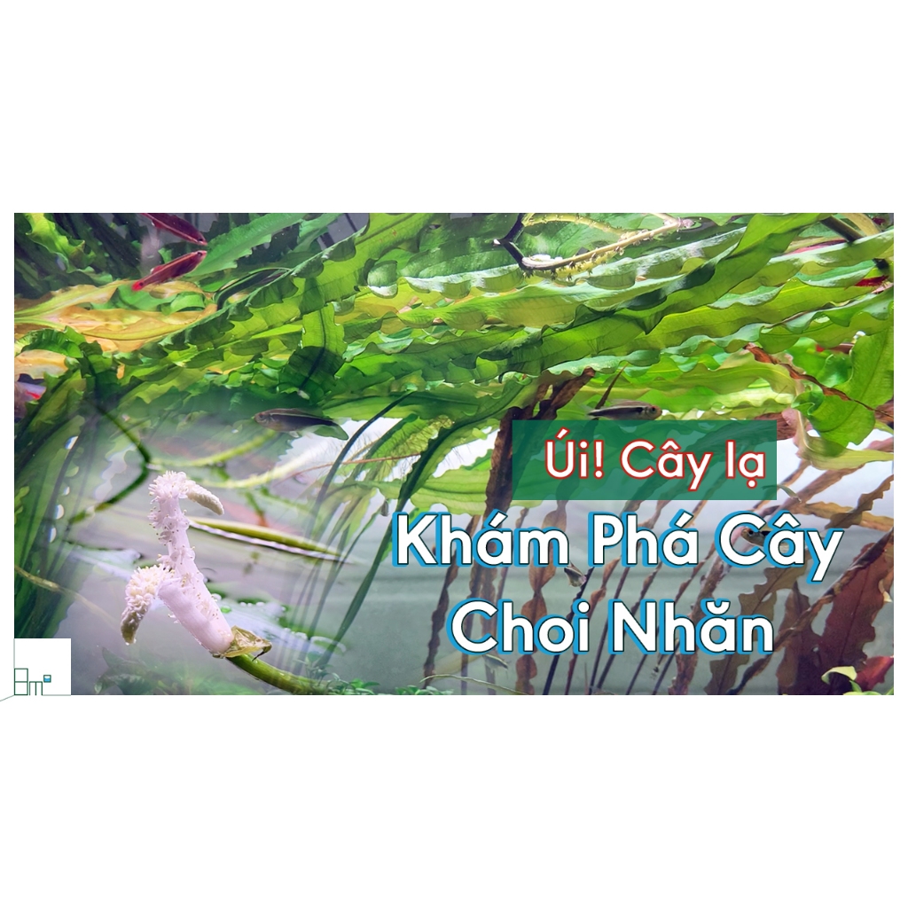 Choi Xoắn, Choi Nhăn, Cây Thủy Sinh KHÔNG CO2, Hậu Cảnh, Cắm Nền | 8m2
