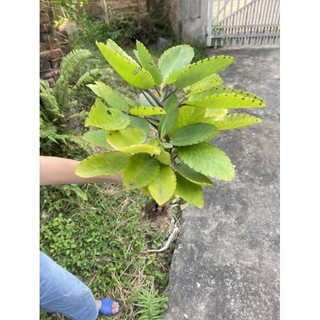 cây giống hoa lá bỏng
